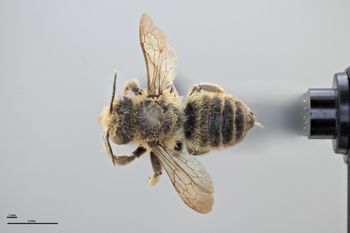 Media type: image;   Entomology 785775 Aspect: habitus dorsal view